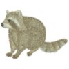Raccoon